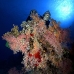 coral_soft_smn_si_v_0067_egy3986.jpg
